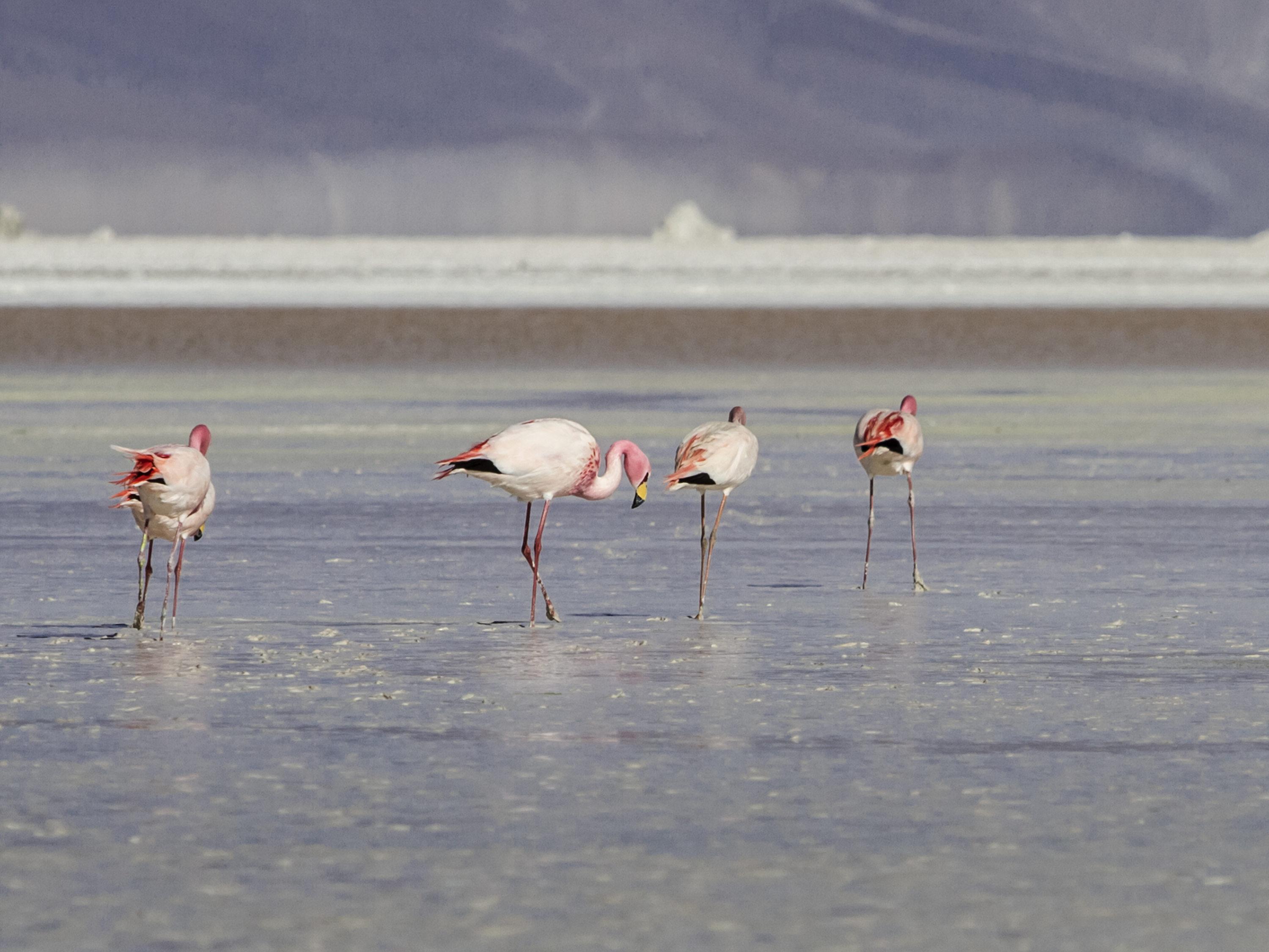 Ibis Calama Exterior photo